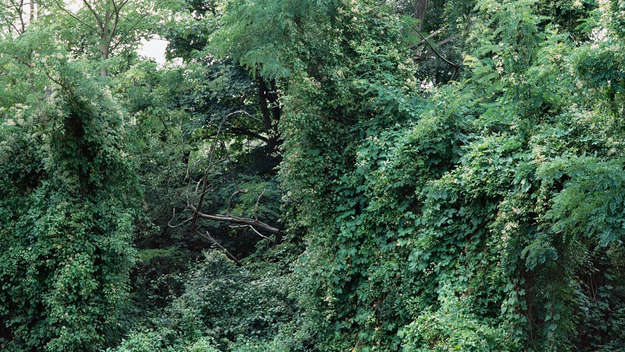 Symbolbild – Baumdickicht, Wildnis in der Stadt, aus der Denkraum-Bildedition „The New Wild“ von Franziska Klose